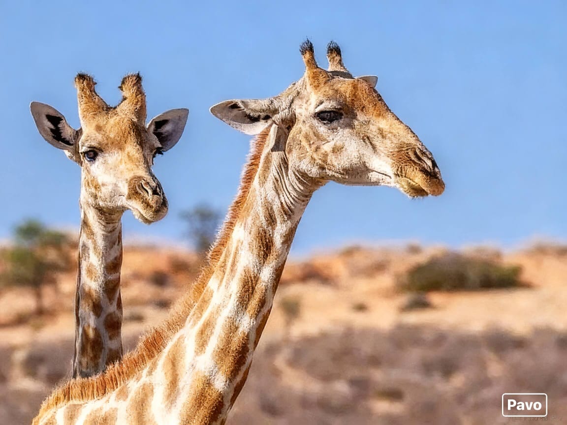 Giraffe